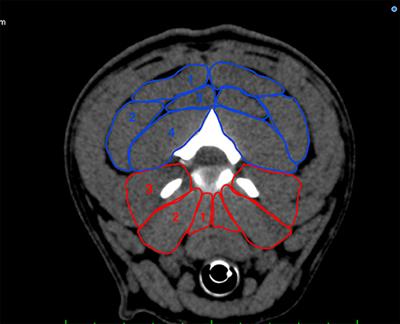 Comparison of Dorsal-to-Ventral Ratios of the Cervical Paraspinal Musculature in French Bulldogs With and Without Cervical Intervertebral Disk Disease and Two Other Breeds Based on CT Scan Measurements